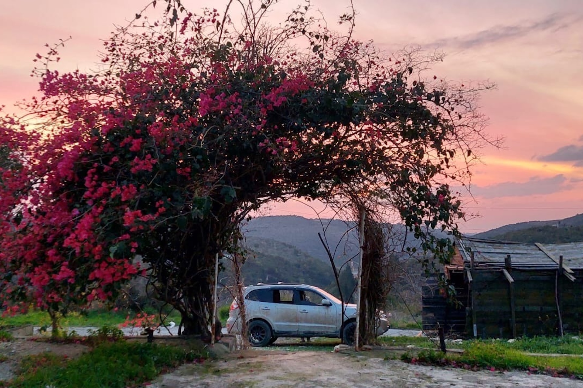 Hukum Makan Buah di Kebun Orang